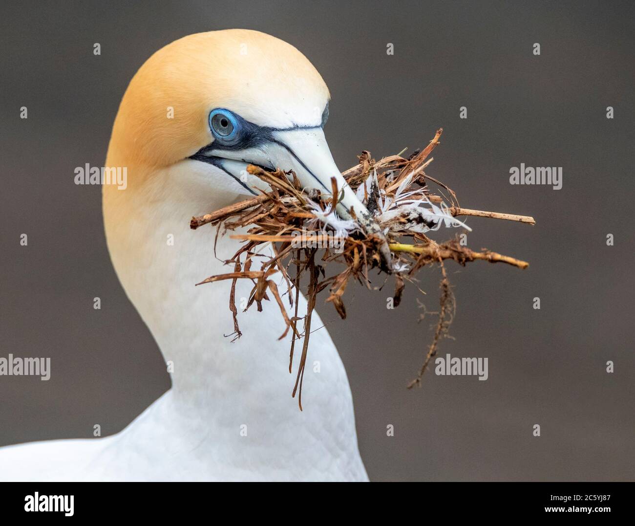 Australasian Gannet (Morus Serrator), conosciuto anche come gannet australiano, in Nuova Zelanda. Materiale per nido di trasporto per adulti. Foto Stock