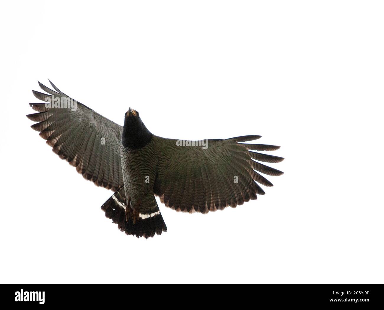 Falco sbarrato (Morphnarchus princeps) che vola in alto vicino a Mindo sul versante occidentale delle Ande dell'Ecuador. Foto Stock