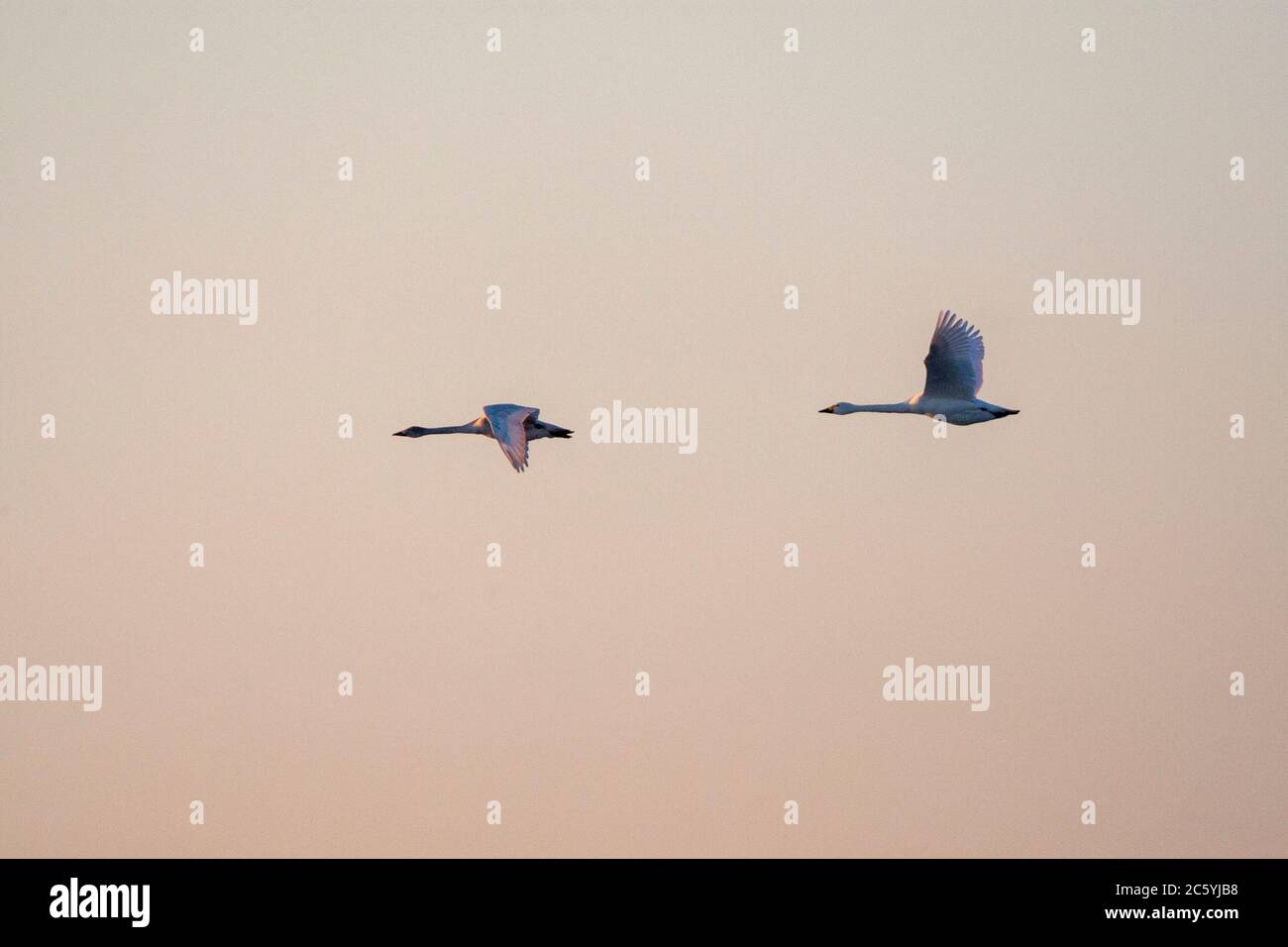 Coppia di Swans di Bewick (Cygnus bewickii) in volo all'alba su Starrevaart, Paesi Bassi, contro un cielo di colore viola. Foto Stock