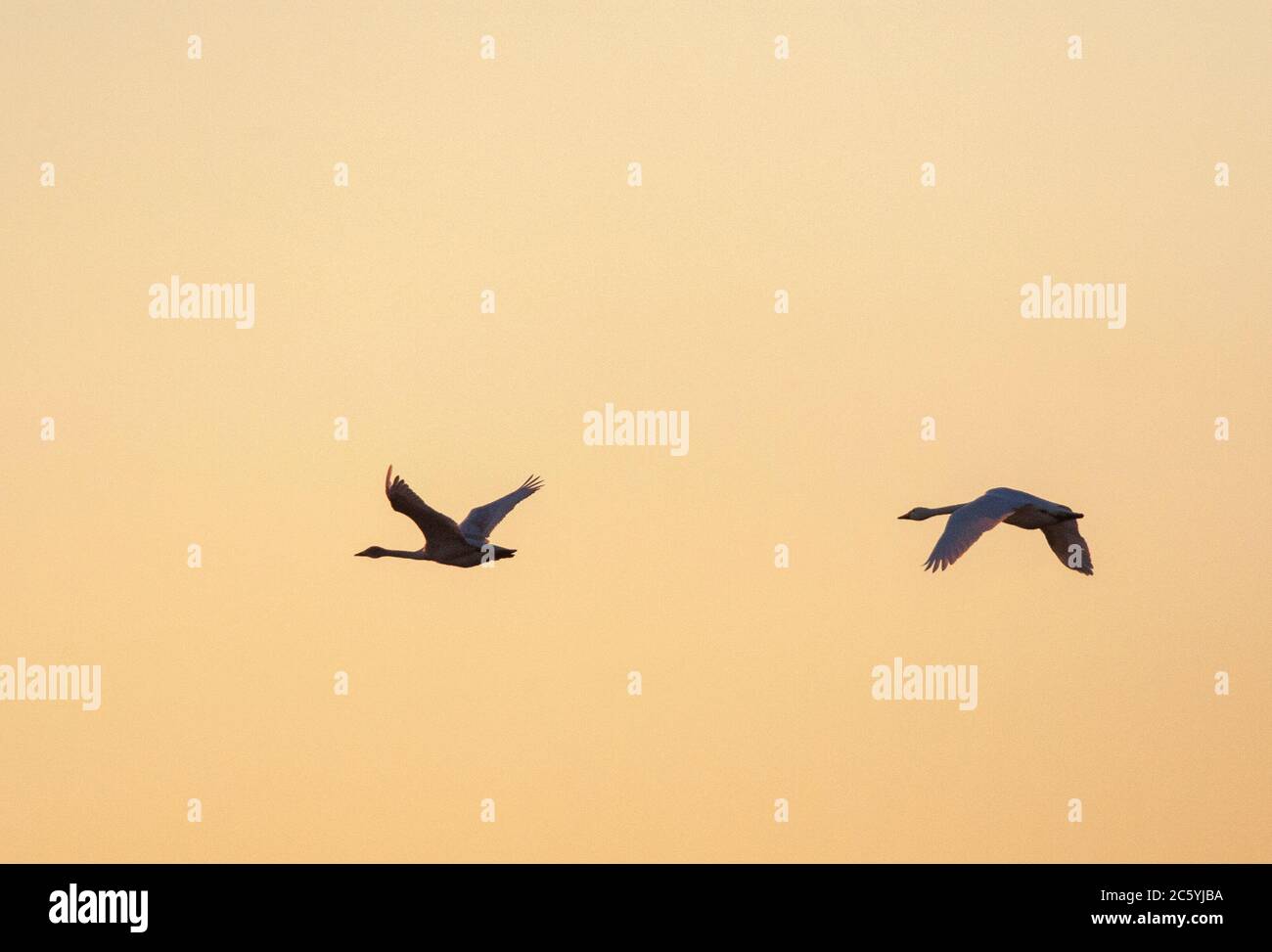 Coppia di Swans di Bewick (Cygnus bewickii) in volo all'alba su Starrevaart, Paesi Bassi, contro un cielo di colore rosa mozzafiato. Foto Stock