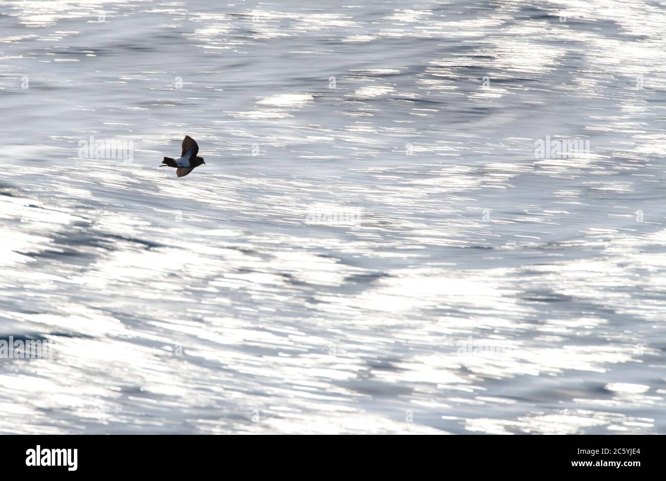 La tempesta Petrell (Fregetta tropica) con il suo colore nero, che vola a bassa quota sull'oceano pacifico meridionale, a sud della Nuova Zelanda. Fotografato con velocità di navetta lenta. Foto Stock