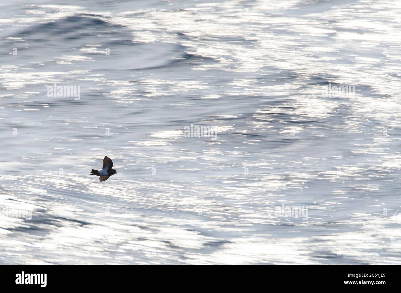 La tempesta Petrell (Fregetta tropica) con il suo colore nero, che vola a bassa quota sull'oceano pacifico meridionale, a sud della Nuova Zelanda. Fotografato con velocità di navetta lenta. Foto Stock