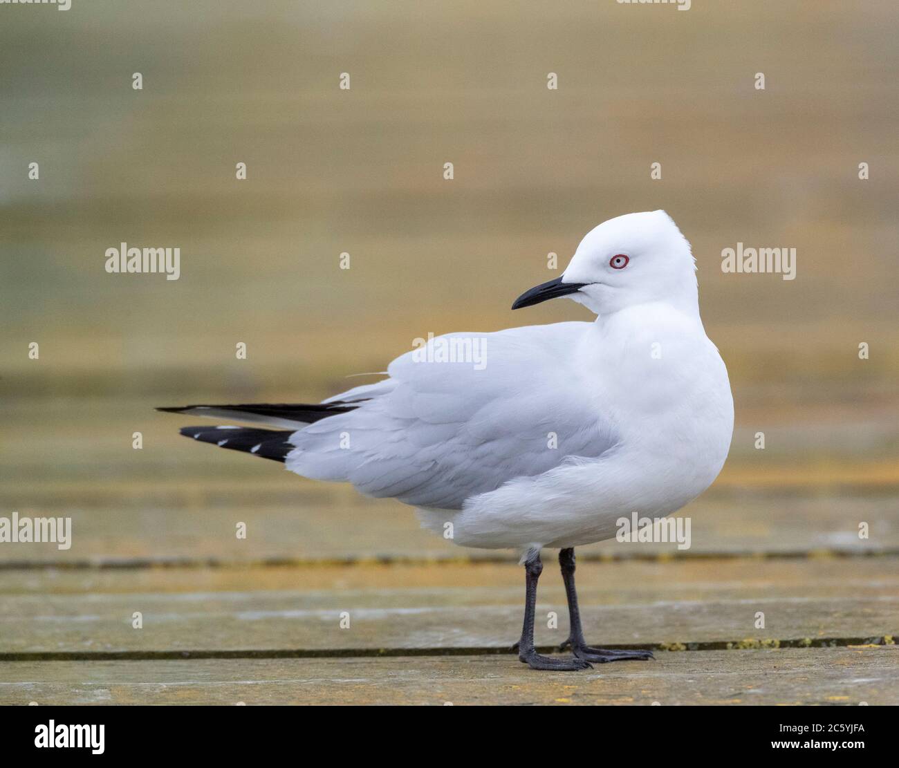 Gull (Chromicocephalus bulleri) per adulti, fatturato nero, situato su un molo in un lago interno sull'isola del Nord, Nuova Zelanda. Una specie endemica minacciata di Foto Stock