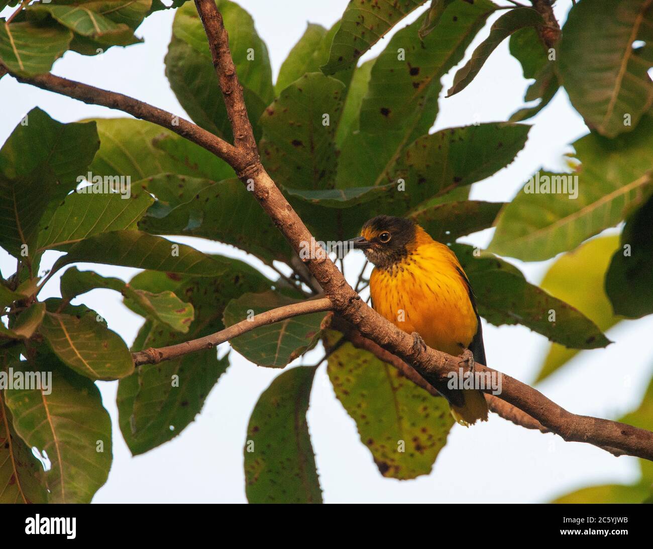 Oriole (Oriolus xanthornus xanthornus) maschio immaturo con cappuccio nero, arroccato in un albero a foglie large nell'Asia tropicale. Foto Stock