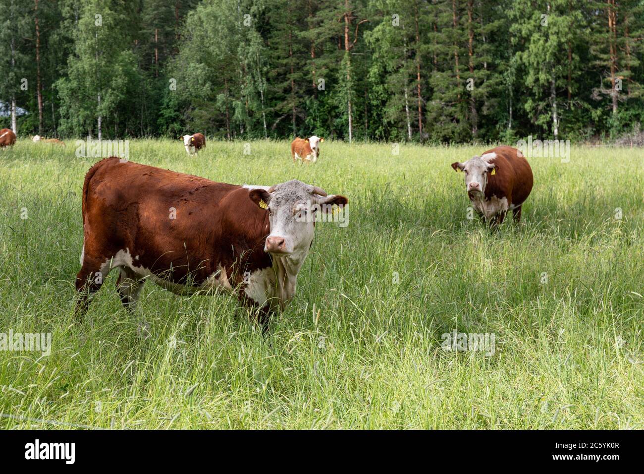 Hereford mucche su un campo Foto Stock