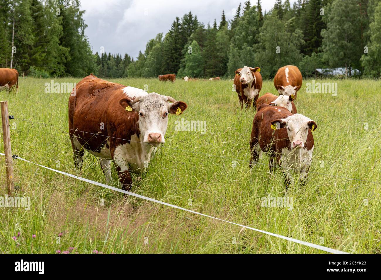Hereford bestiame su un campo dietro recinzione elettrica Foto Stock