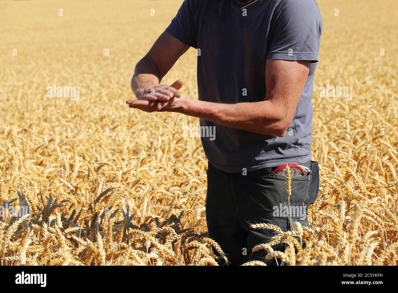 Landwirt prüft sein Getreide Foto Stock