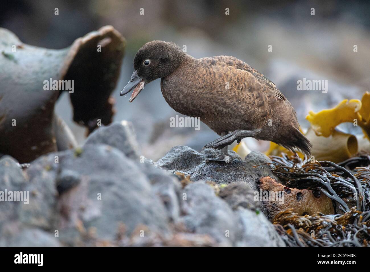 Adult Campbell Island Teal (Anas nesiotis), conosciuto anche Campbell Teal. Una piccola specie notturna, senza luce, di anatra dabbling endemica del Campbell Foto Stock