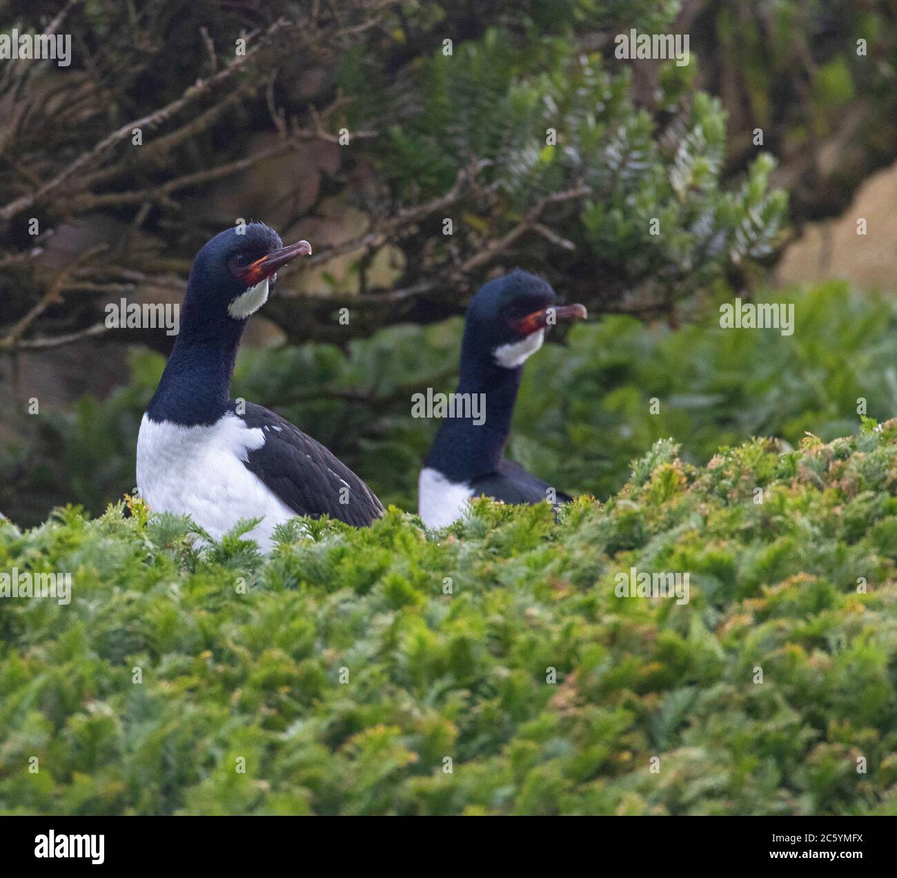 Due falde campaniche (Leucarbo campbelli) che si trovano tra la vegetazione verde bassa sulla costa dell'isola Campbell nella subantartica Nuova Zelanda. Foto Stock