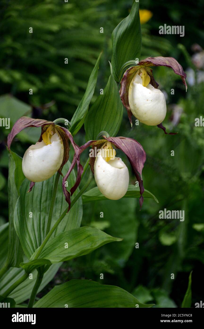 Cypripedium Kentuckiense (Kentucky/Southern lady's slipper) orchidee cresciute nei confini a RHS Garden Harlow Carr, Harrogate, Yorkshire, Inghilterra. Foto Stock