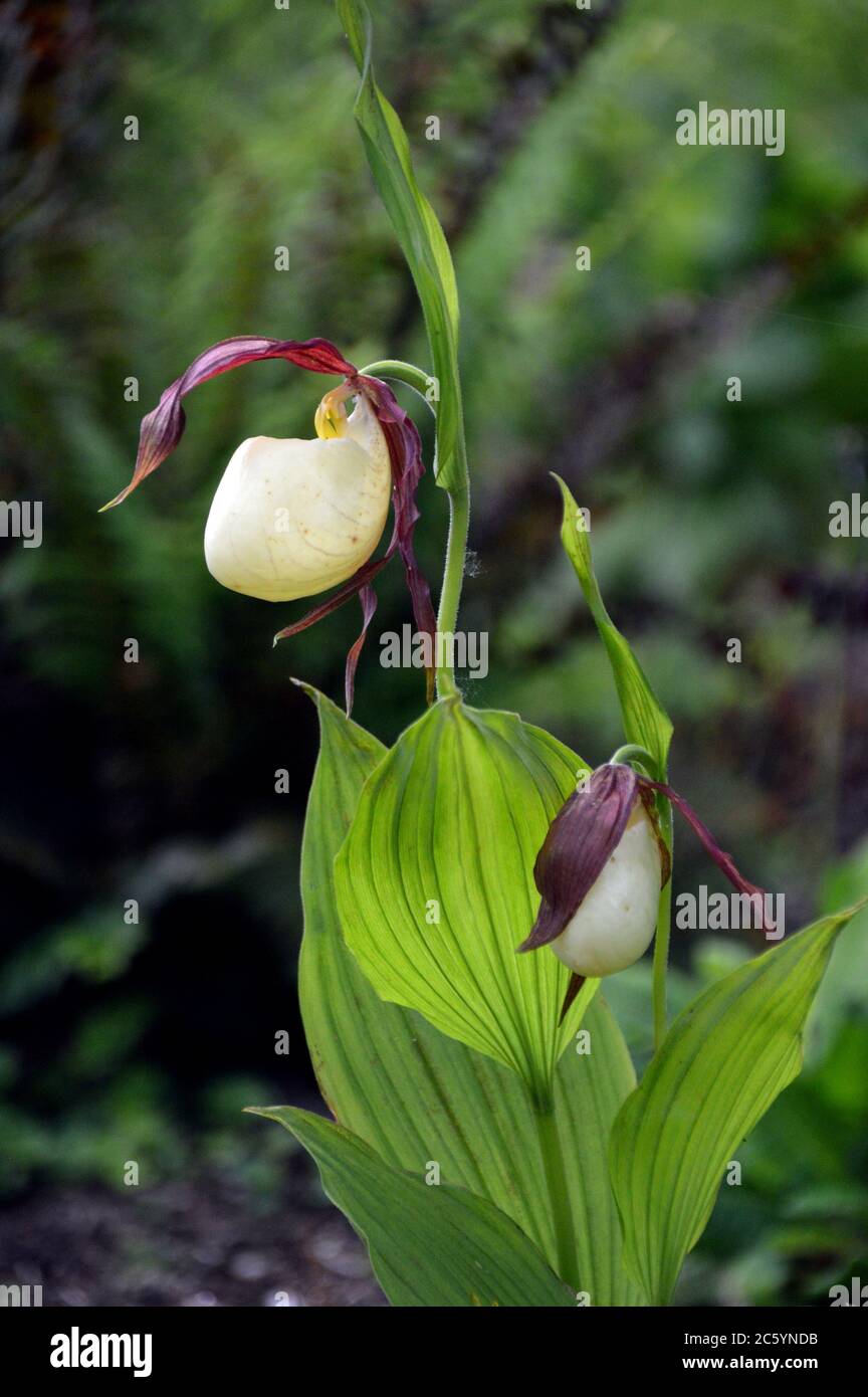 Cypripedium Kentuckiense (Kentucky/Southern lady's slipper) orchidee cresciute nei confini a RHS Garden Harlow Carr, Harrogate, Yorkshire, Inghilterra. Foto Stock