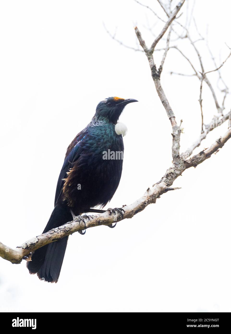 Chatham Island Tui (Prosthemadera novaeseelandiae chathamensis) sulla terraferma dell'isola di Chatham al largo della Nuova Zelanda. Appollaiato su un ramo. Foto Stock