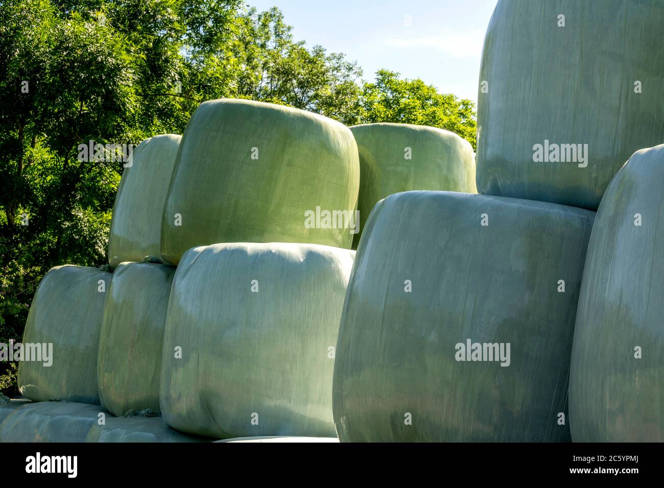 Balle di fieno in sacchi catturati in una giornata di sole in un campo. Auvergne Rhone Alpes. Francia Foto Stock