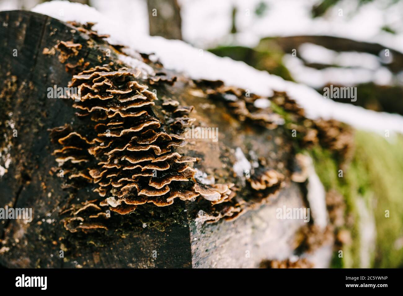 I funghi tinder crebbero su alberi abbattuti che giacciono sulla neve nella foresta. Foto Stock