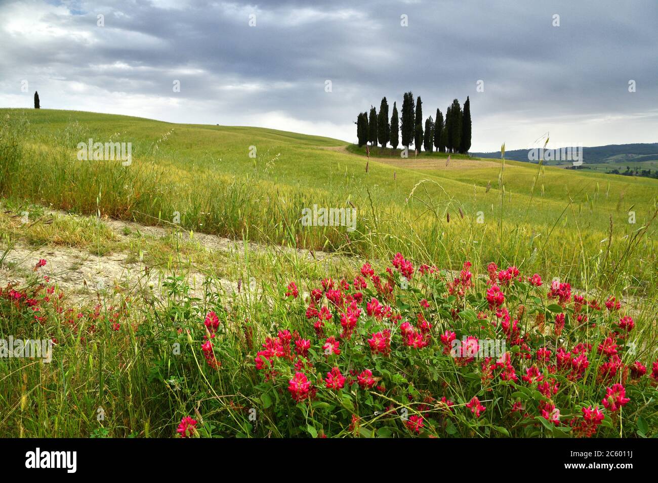 In toscana italia giugno poppy immagini e fotografie stock ad alta  risoluzione - Alamy