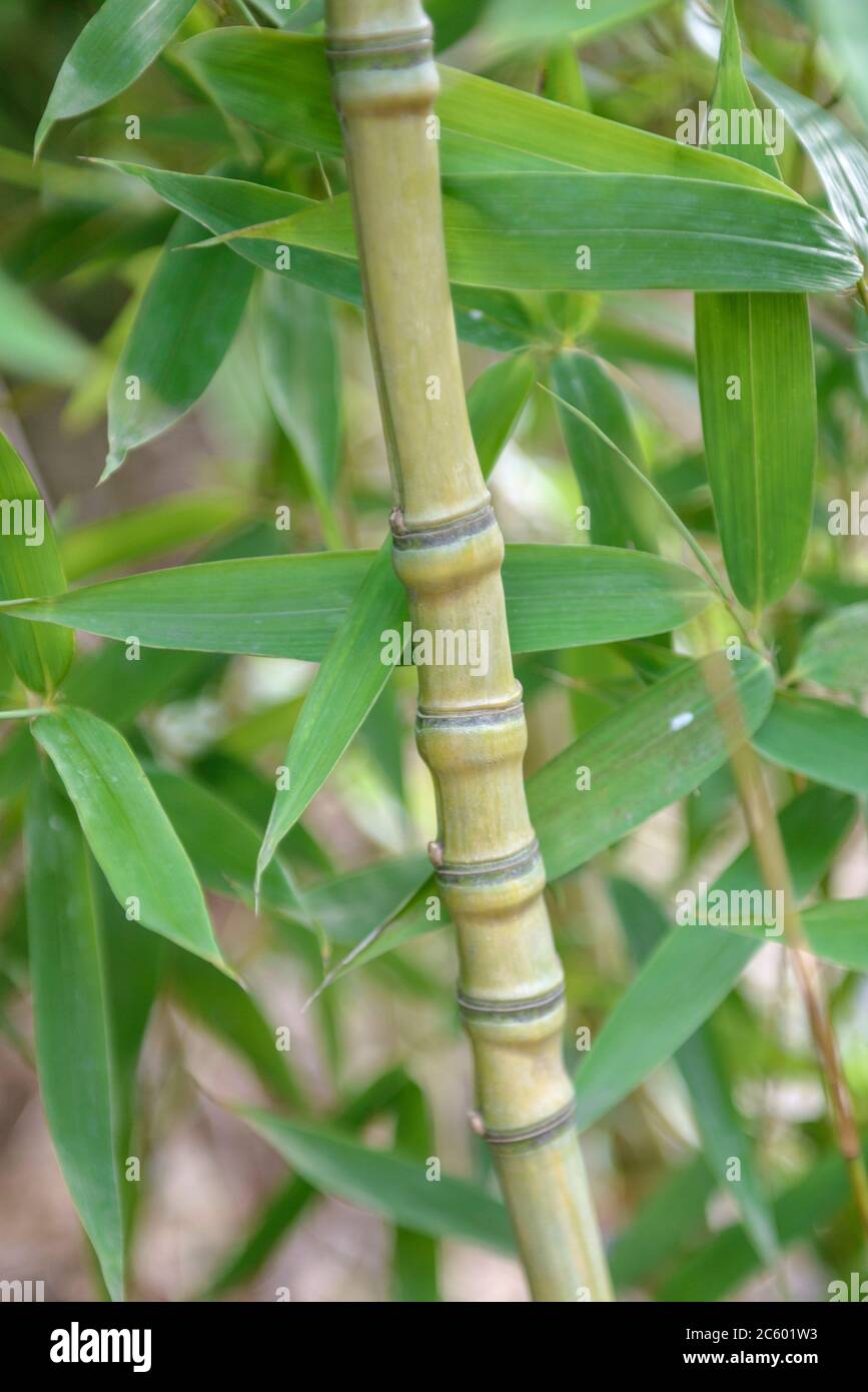 Phyllostachys Bissetii BAMBU - Gusto Italiano | Alimentari & Specialità - Foto 8