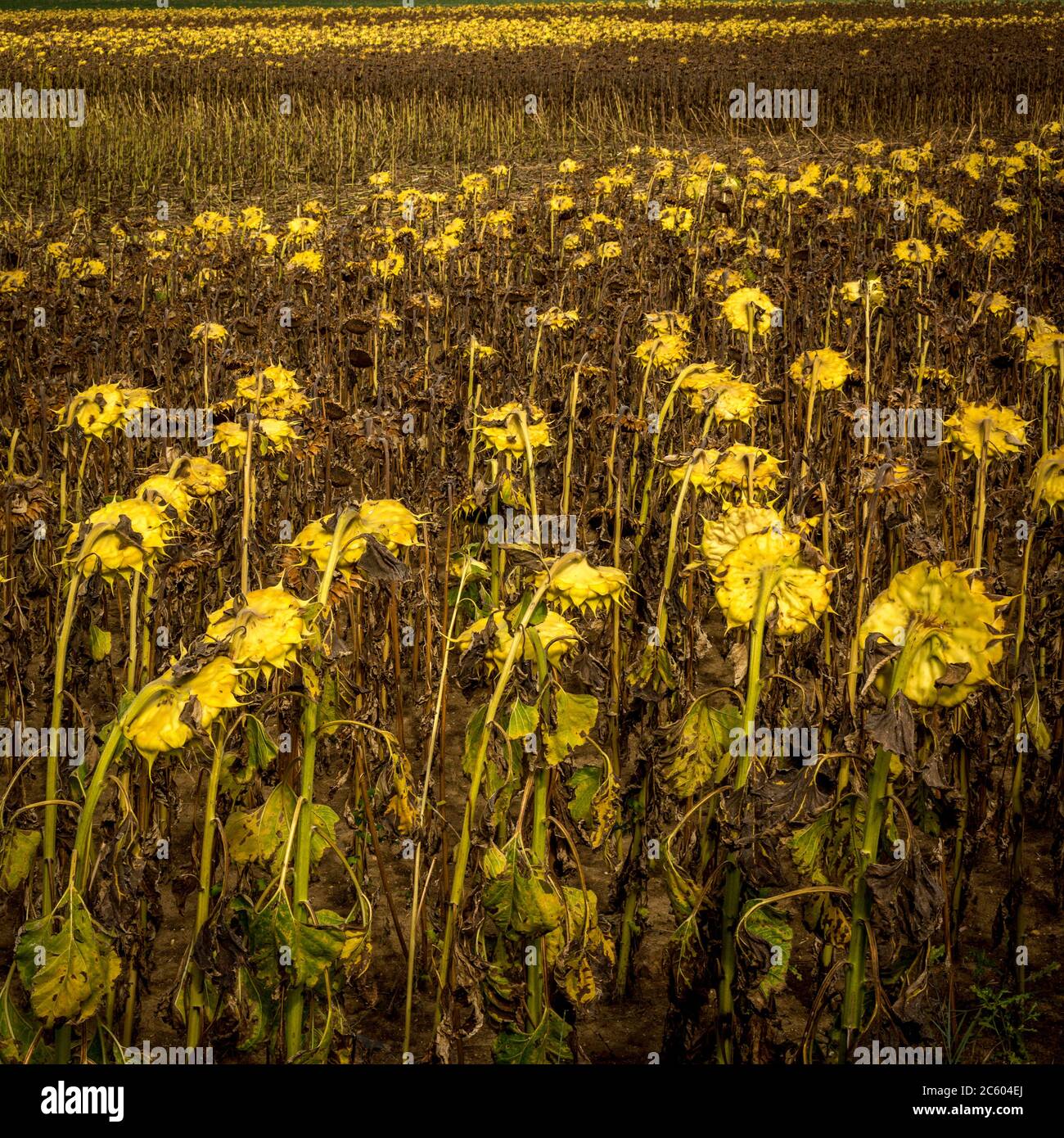 Primo piano di girasoli appassiti nel campo sotto la luce del sole Foto Stock