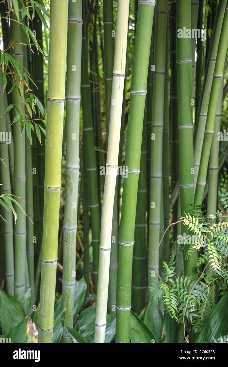 Meergruener Flachrohrbambus Phyllostachys viridiglaucescens Foto Stock