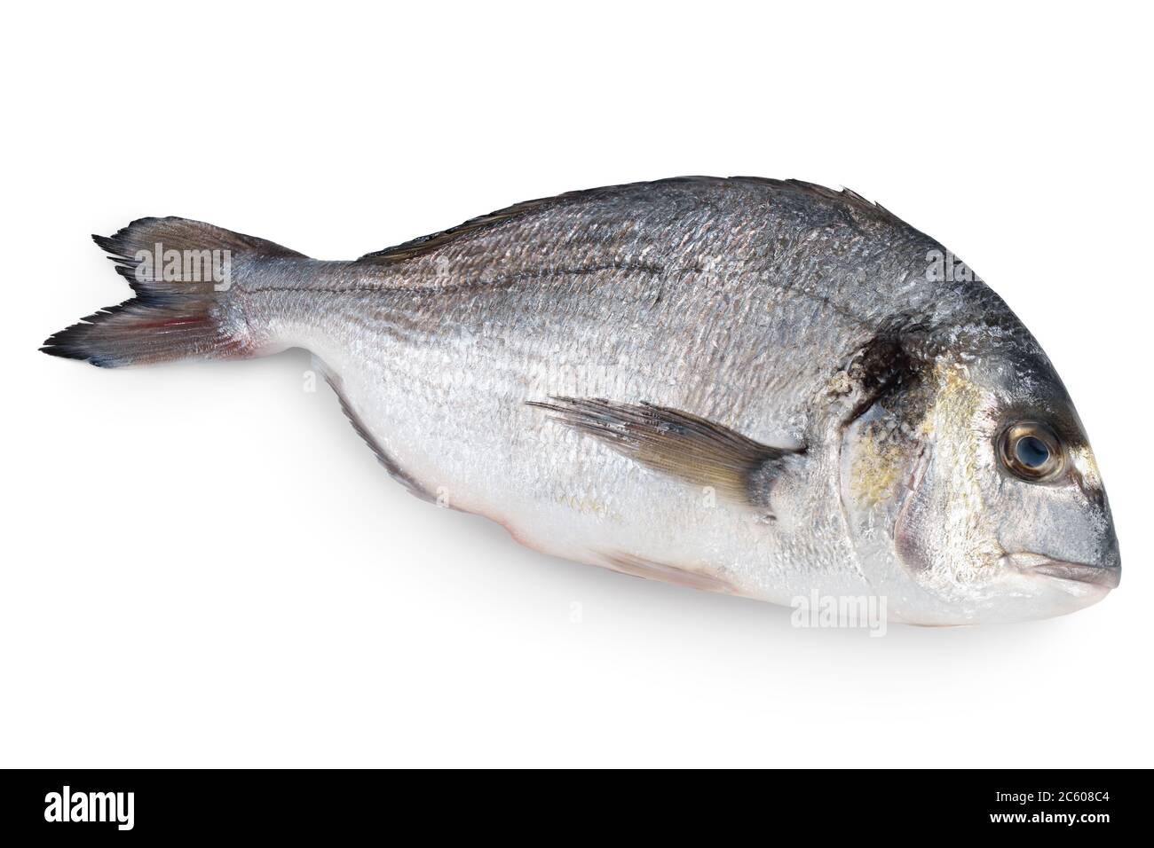 Pesce dorado isolato su sfondo bianco con tracciato di ritaglio e piena profondità di campo Foto Stock