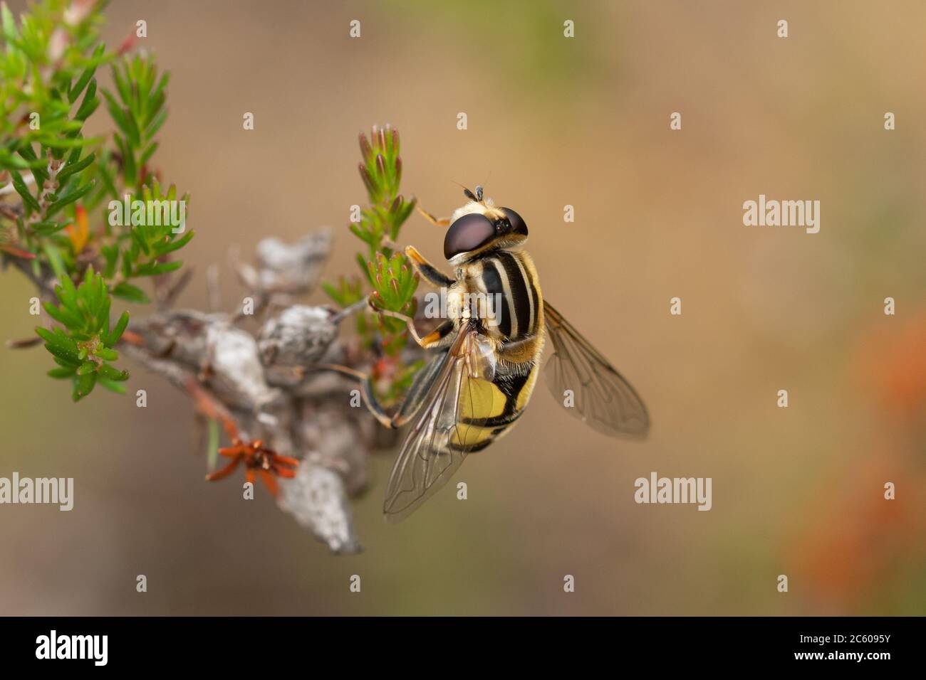 Primo piano di un calciatore Hoverfly o sole fly (Helohilus pendulus) su erica durante l'estate, Regno Unito Foto Stock