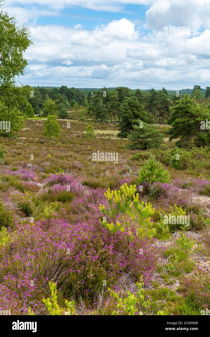 Paesaggio di brughiera pianeggiante in estate a Frensham Common SSSI, Surrey, Regno Unito Foto Stock