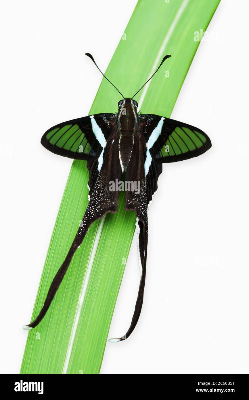 Primo piano Green Dragontail Butterfly che perching su erba foglia. È una sottospecie della Thailandia nordorientale. Isolato su sfondo bianco con tracciato di ritaglio. Foto Stock