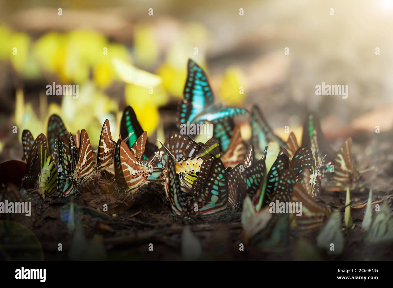 Sciame colorato di farfalle che si nutrire sul lick di sale all'alba. Parco Nazionale Pang Sida, Thailandia. Primo piano. Messa a fuoco selettiva. Foto Stock