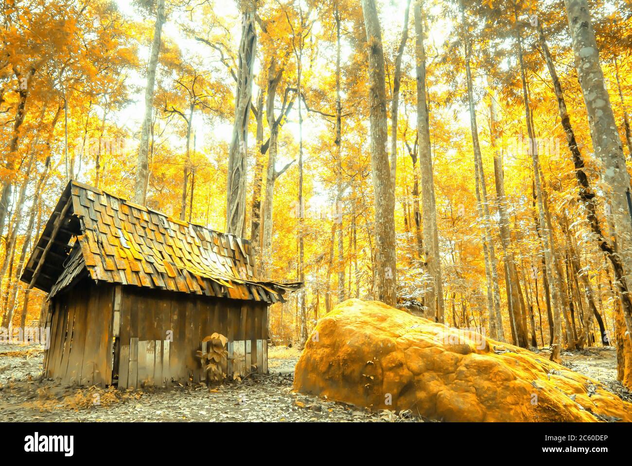 Una vecchia cabina di legno isolata in una foresta d'autunno, bei colori ombra di foglie in stagione specifica. Attenzione alla cabina. Foto Stock