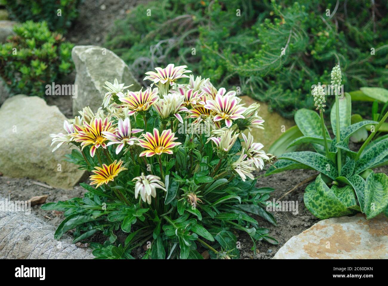 Mittagsgold Gazania rigens BIG BACIO fiamma bianca Foto Stock