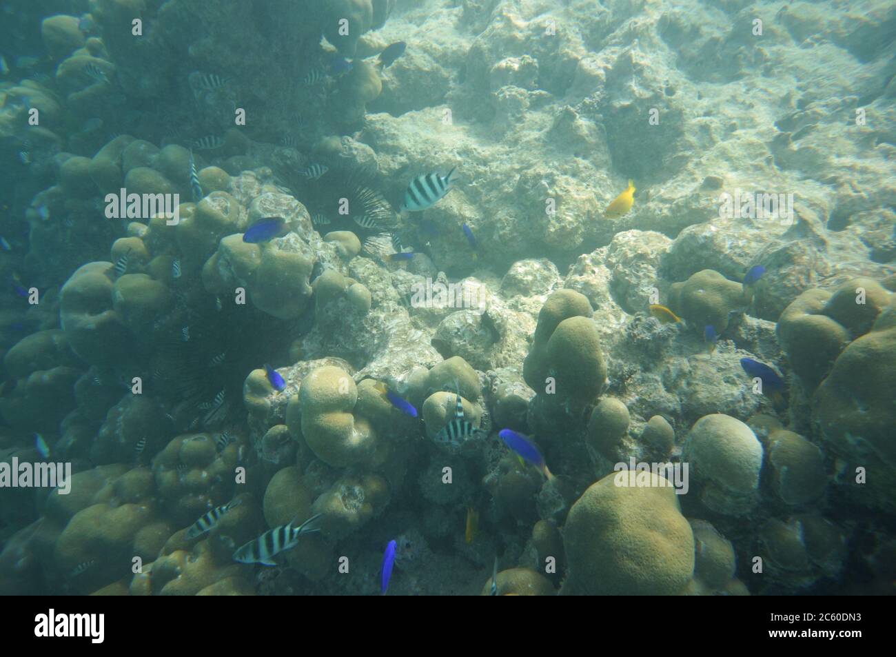 Scissortail pesce babbuino e pesce damselfish azzurri con coralli Foto Stock