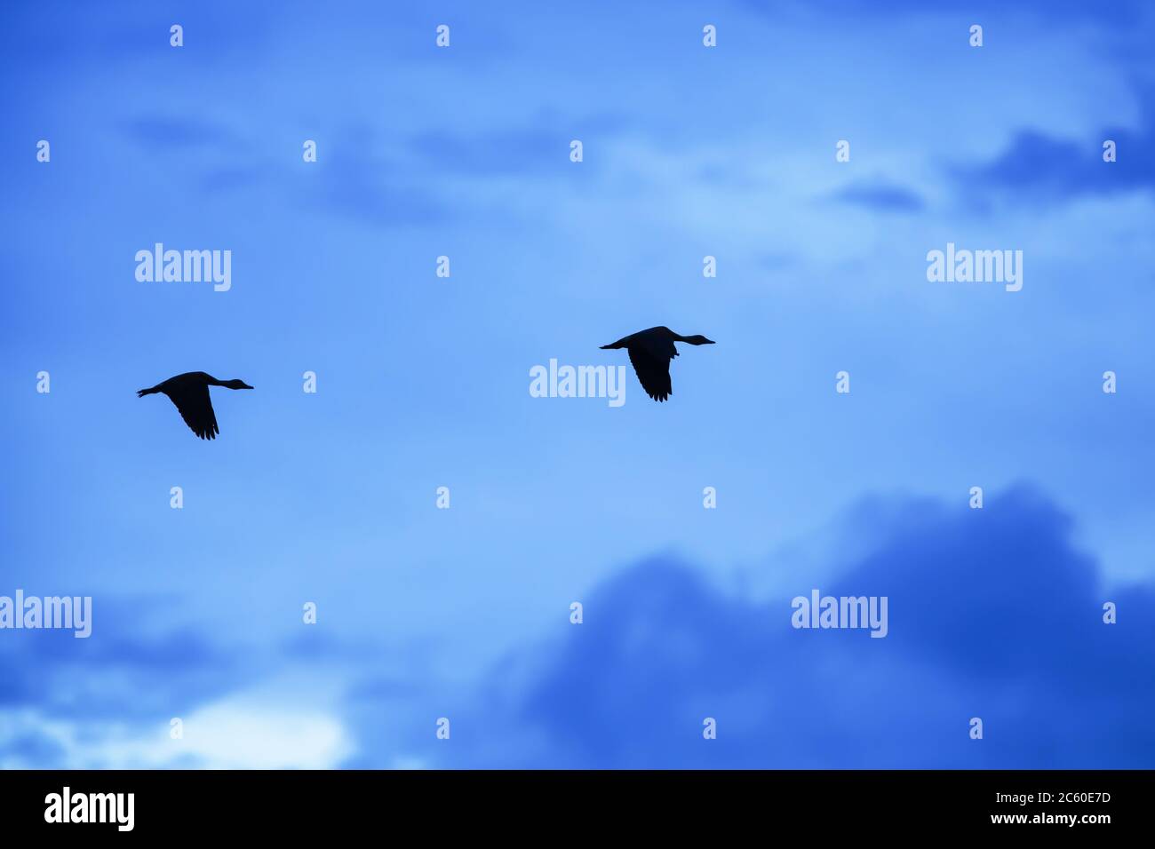 Coppia anatra fischiante che vola nel cielo blu al tramonto. Sam Roi Yot National Park, sito Ramsar in Thailandia. Silhouette. Foto Stock