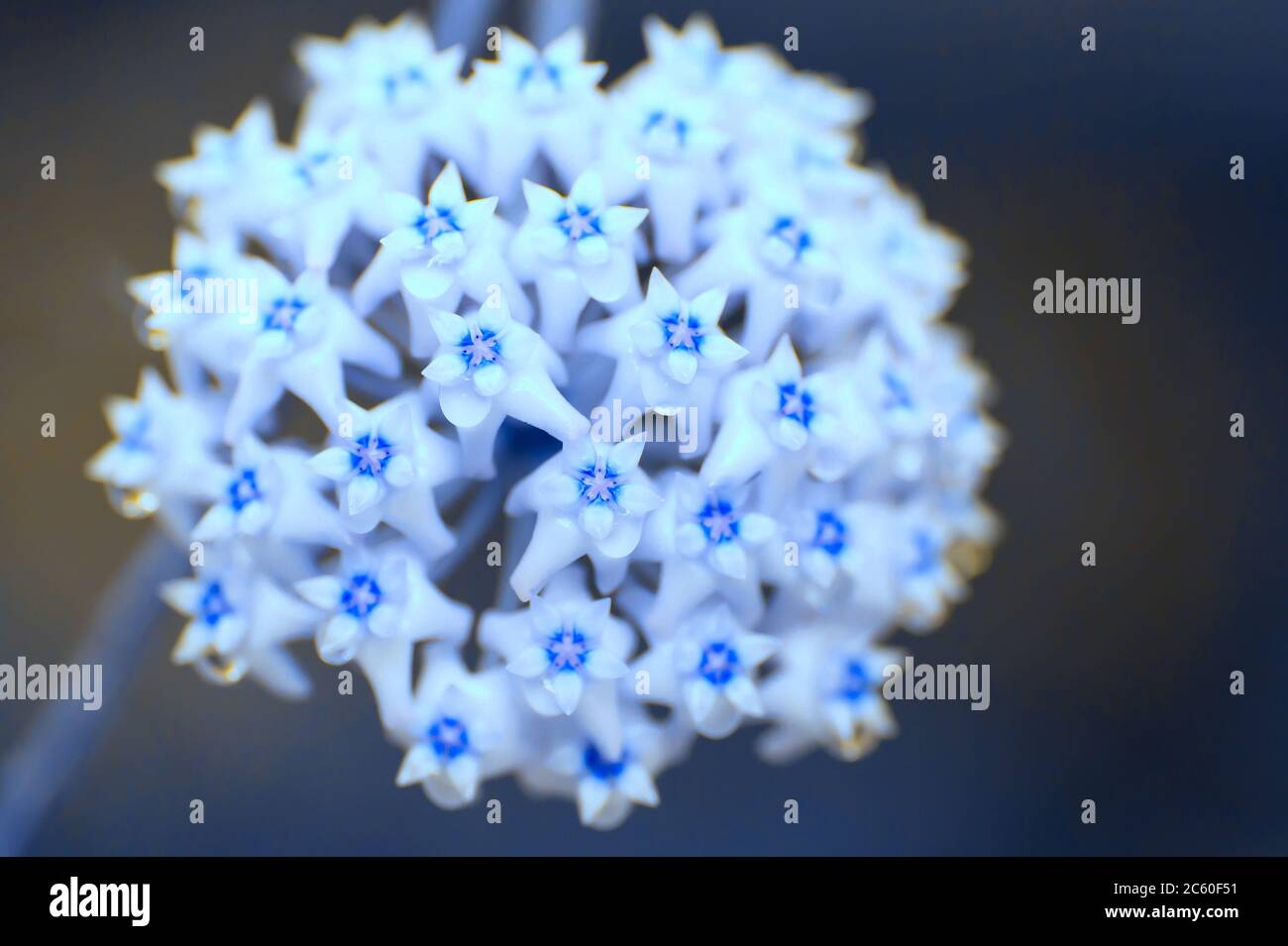 Blu fiore Hoya con nettare, astratto colore blu fatto di petalo rosa per sfondo creativo. Messa a fuoco selettiva. Foto Stock