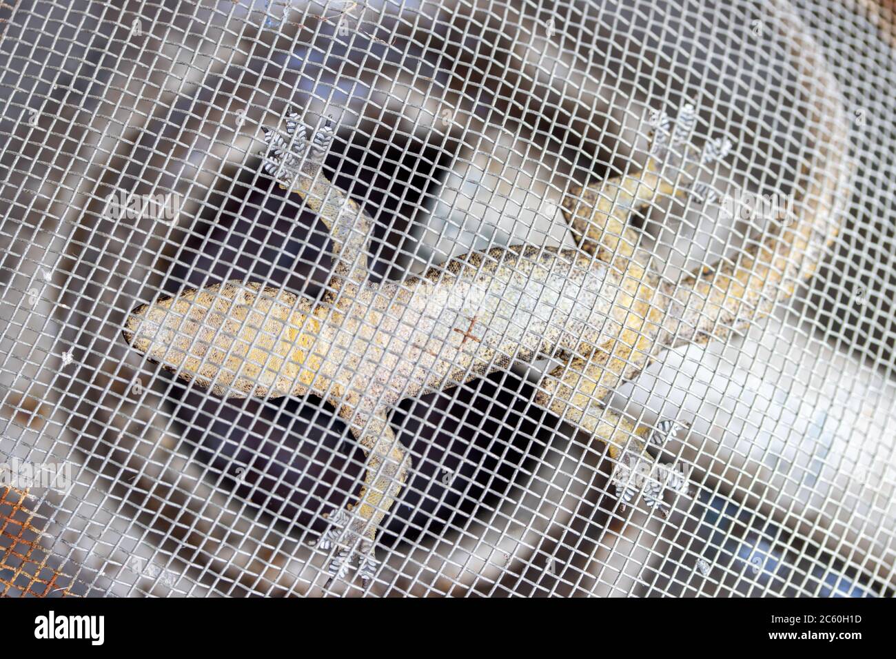 Una piccola lucertola pende capovolta su una rete di acciaio. Il gecko orientale si blocca su una fogna dove scorre l'acqua, Thailandia. Foto Stock