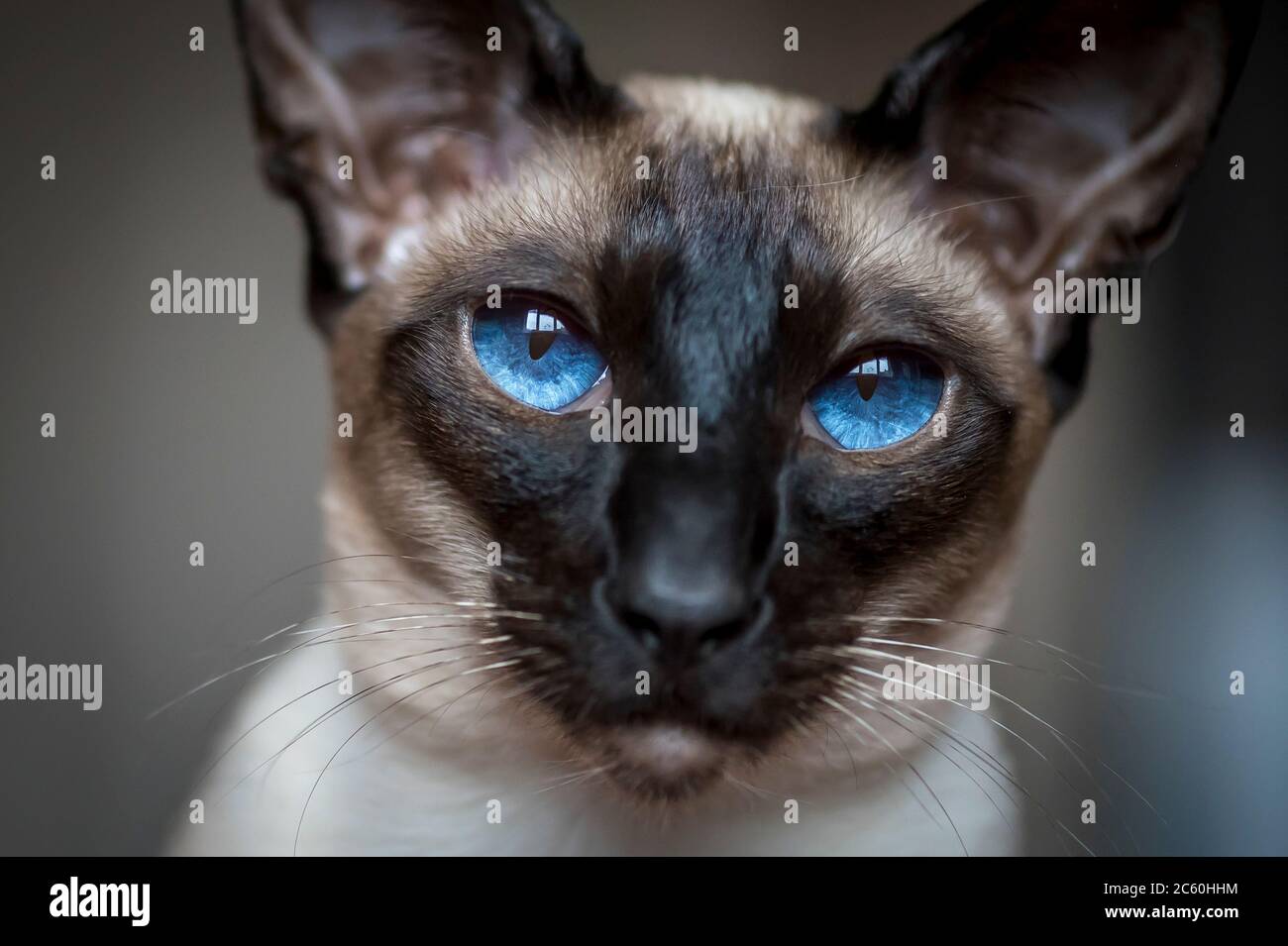 Ritratto di un bel gatto siamese. Foto Stock