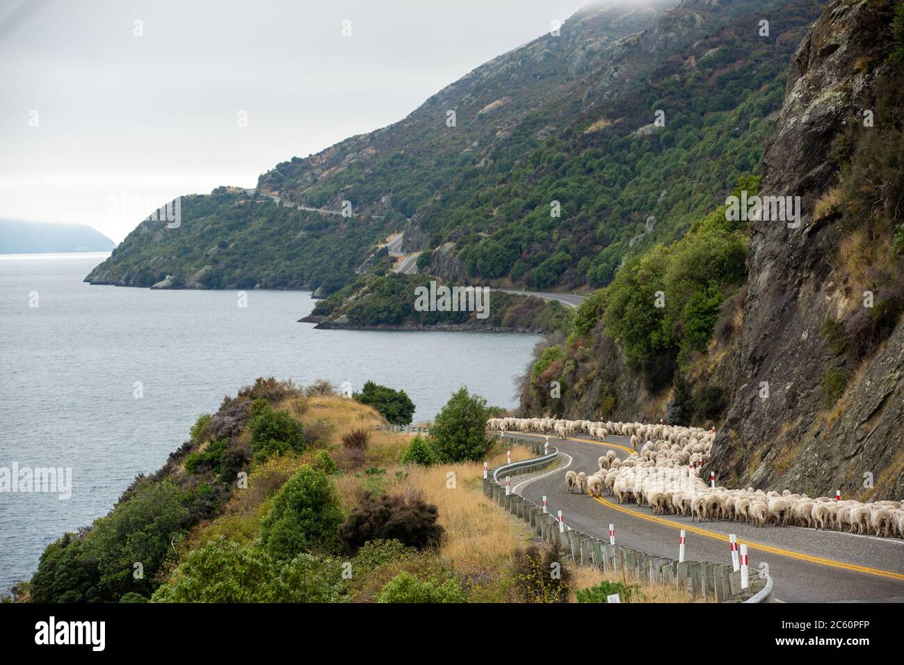 Gregge di pecore che vengono allevate lungo una strada rurale, strada statale per Queenstown sulla Nuova Zelanda Sud Isola. Foto Stock