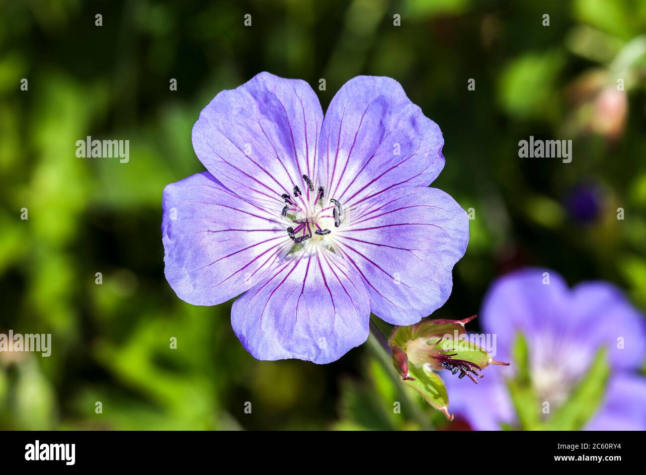 Geranio x oxonianum 'A T Johnson' una pianta di fiori estivi erbacei blu comunemente conosciuta come cranesbill Foto Stock