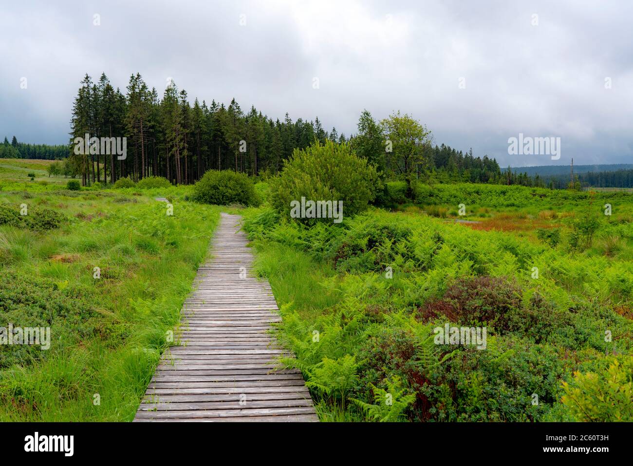 Le Hautes Fagnes, Brackvenn, alta brughiera, tavole di legno, sentiero escursionistico, in Vallonia, Belgio, nella zona di confine con la Germania, Foto Stock