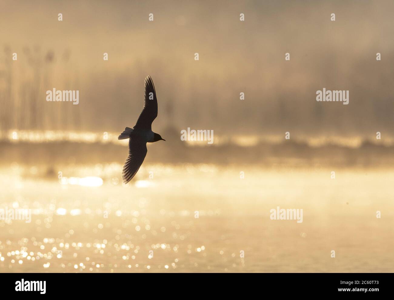 Adulto piccolo gabbiano (Hydrocoloeus minutus) in volo su un lago nei Paesi Bassi con forte retroilluminazione, dando un getto d'oro alla scena. Foto Stock