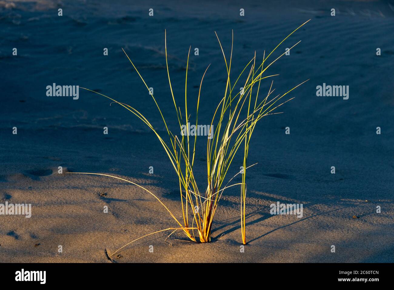 Erba nelle dune di sabbia, Himatangi Beach, Manawatu, Isola del Nord, Nuova Zelanda Foto Stock