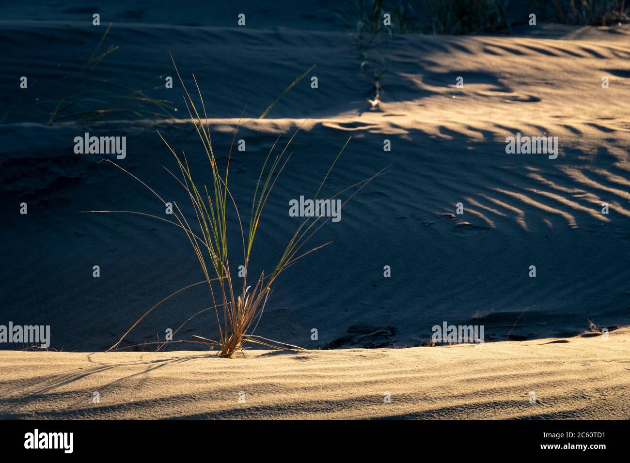 Erba nelle dune di sabbia, Himatangi Beach, Manawatu, Isola del Nord, Nuova Zelanda Foto Stock