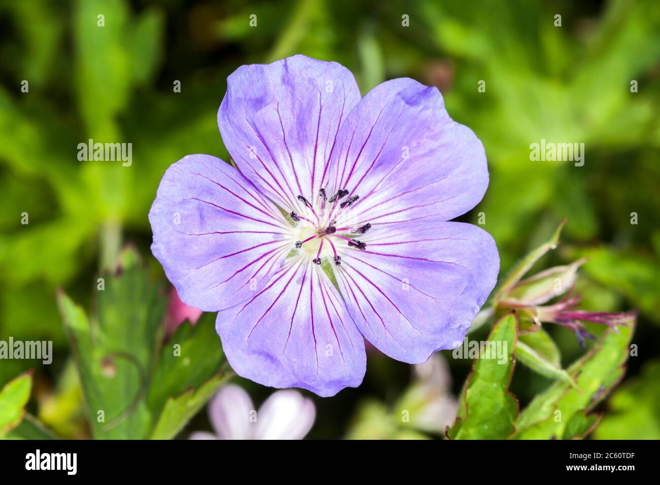 Geranio x oxonianum 'A T Johnson' una pianta di fiori estivi erbacei blu comunemente conosciuta come cranesbill Foto Stock