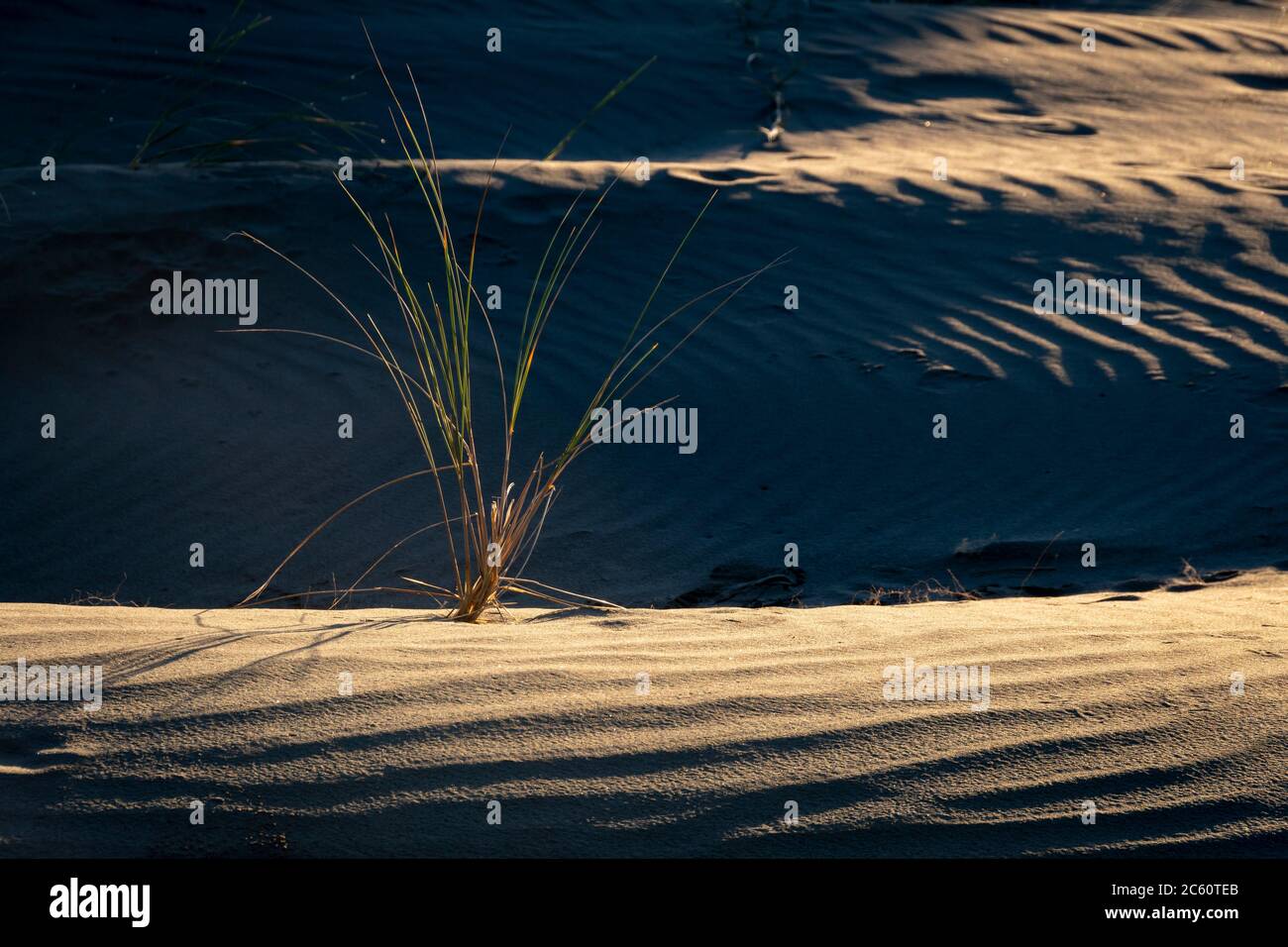 Erba nelle dune di sabbia, Himatangi Beach, Manawatu, Isola del Nord, Nuova Zelanda Foto Stock