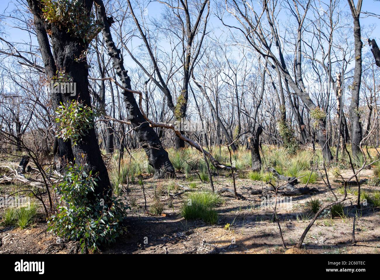 2020 fuochi d'arresto australiani hanno danneggiato grandi parti del parco nazionale delle montagne blu nel NSW, germogli verdi di recupero nella vita delle piante 2020 luglio, Australia Foto Stock