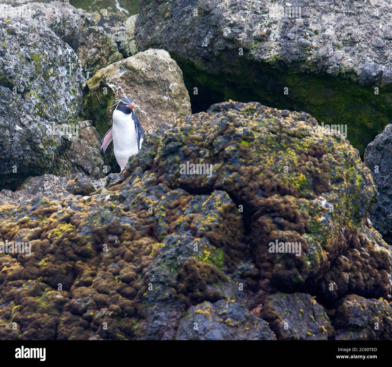 Adulto Rockhopper Penguin orientale (Eudyptes filholi) che si erge sulle rocce costiere dell'isola di Macquarie, subantartica Australia. Foto Stock