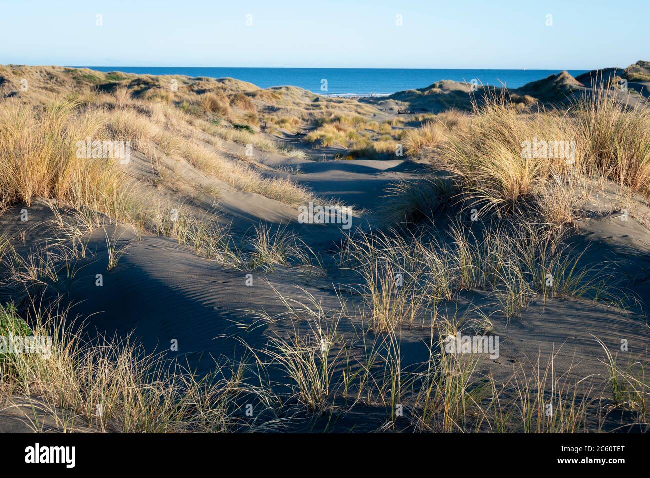 Dune di sabbia dietro la spiaggia di Himatangi Beach, Manawatu, Isola del Nord, Nuova Zelanda Foto Stock