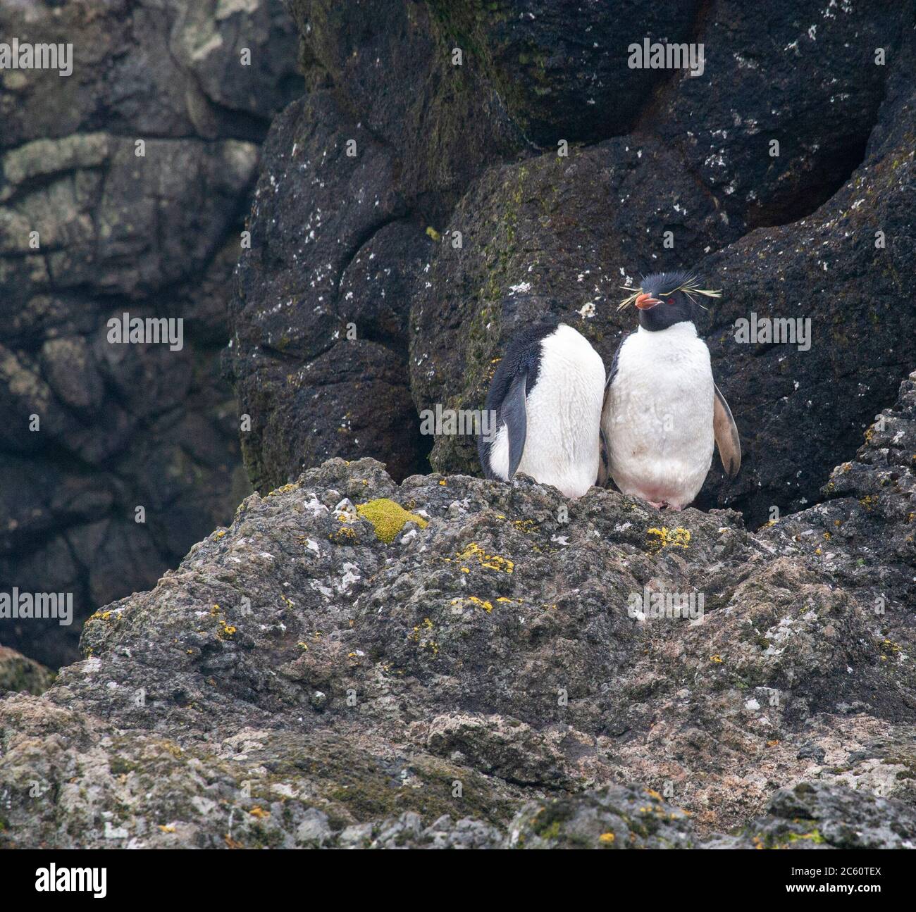 Due Pinguini delle Montagne Rocciose Orientali (Eudyptes filholi) che si erigano sulle rocce costiere dell'isola di Macquarie, subantartica Australia. Foto Stock