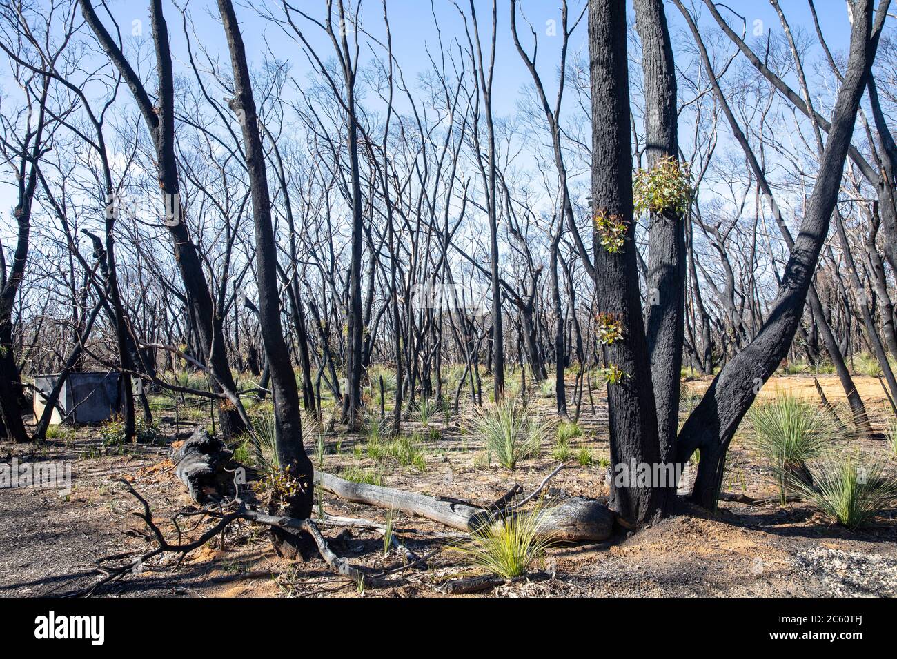 2020 fuochi d'arresto australiani hanno danneggiato grandi parti del parco nazionale delle montagne blu nel NSW, germogli verdi di recupero nella vita delle piante 2020 luglio, Australia Foto Stock