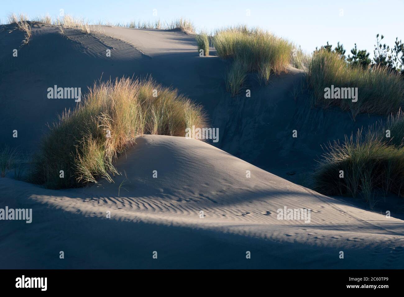 Erba nelle dune di sabbia, Himatangi Beach, Manawatu, Isola del Nord, Nuova Zelanda Foto Stock