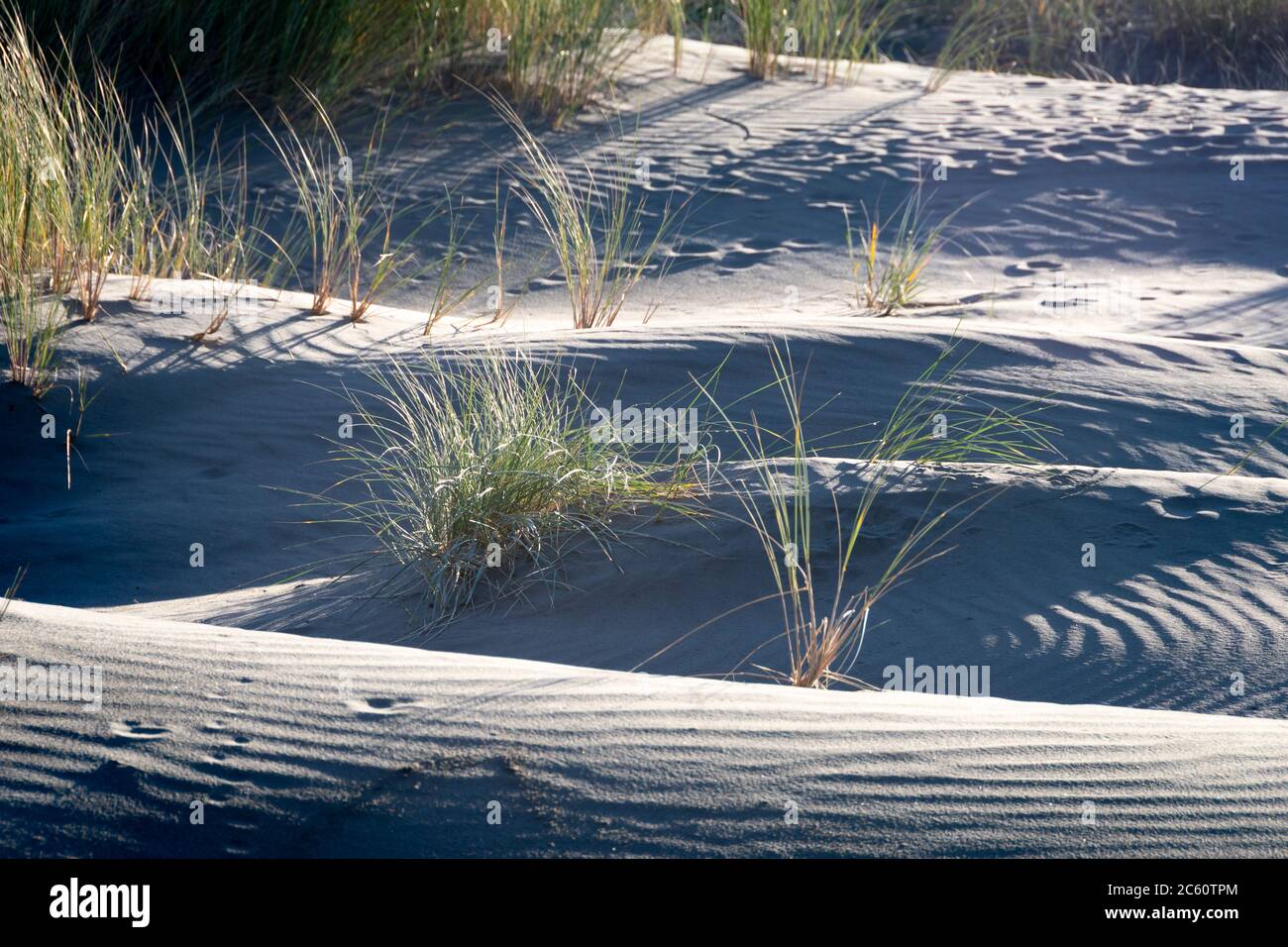 Erba nelle dune di sabbia, Himatangi Beach, Manawatu, Isola del Nord, Nuova Zelanda Foto Stock