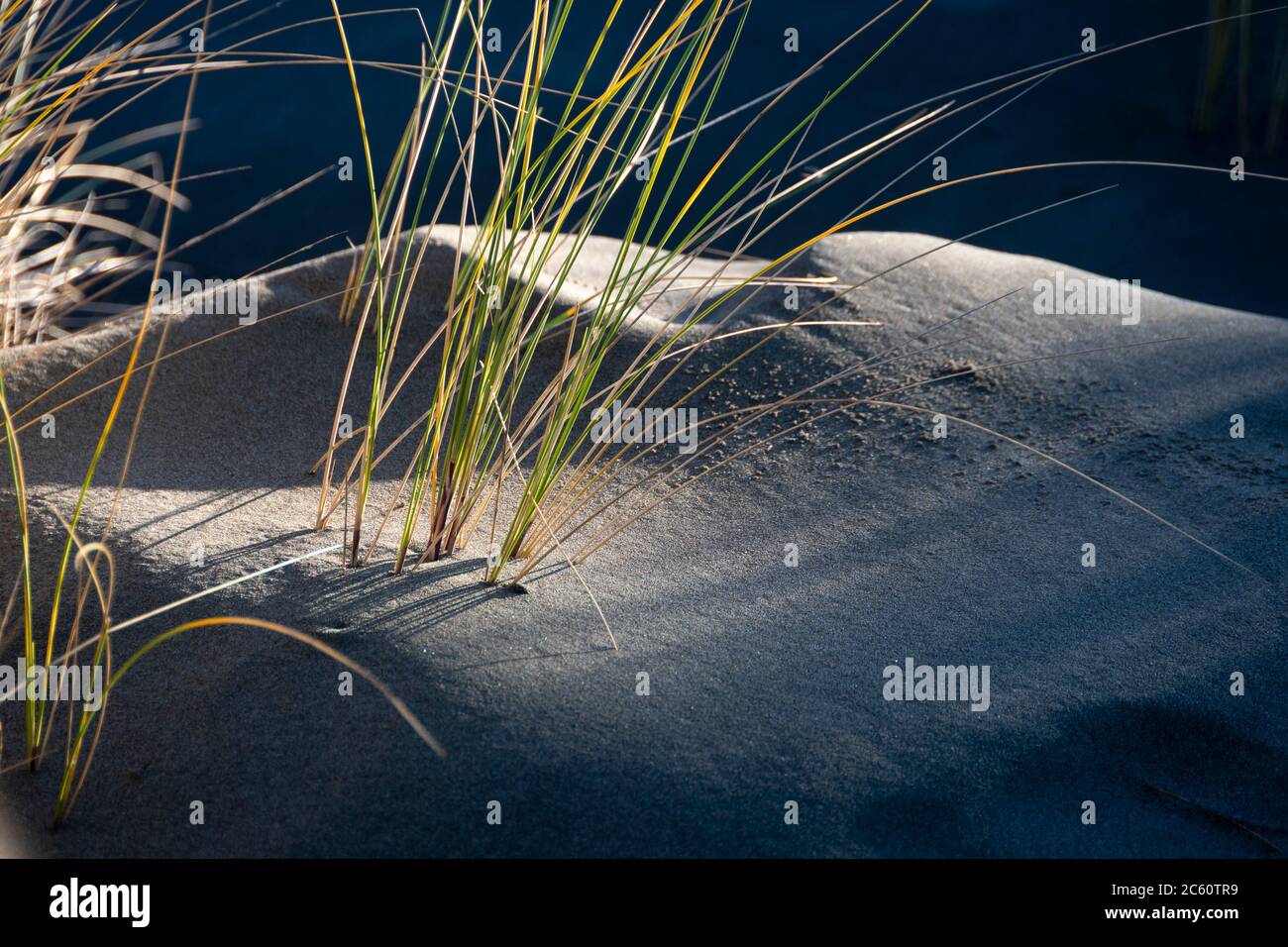 Erba nelle dune di sabbia, Himatangi Beach, Manawatu, Isola del Nord, Nuova Zelanda Foto Stock